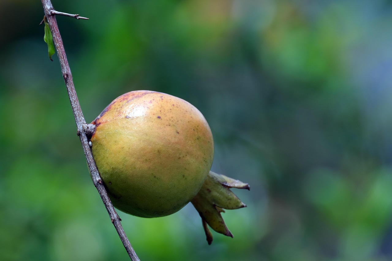 pomegranate fruit